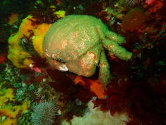 Dromidia aegibotus