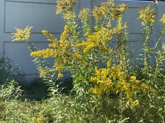 Solidago