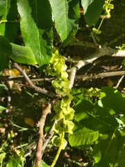 Pterocarya