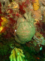 Dromidia aegibotus