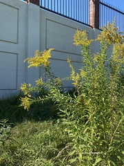 Solidago
