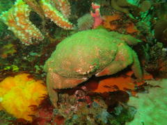 Dromidia aegibotus