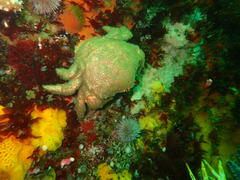 Dromidia aegibotus
