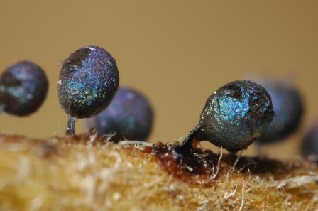 Lamproderma pseudomaculatum