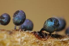 Lamproderma pseudomaculatum