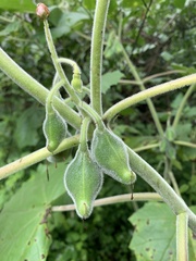 Martynia annua