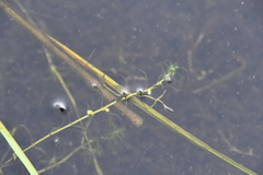 Callitriche hermaphroditica