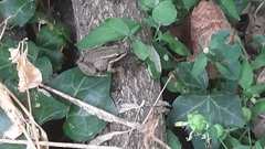 Pelophylax