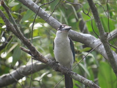 Todiramphus sordidus