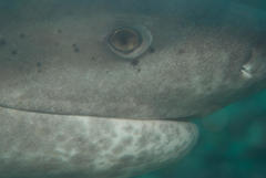 Notorynchus cepedianus