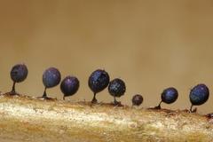 Lamproderma pseudomaculatum