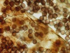 Lamproderma pseudomaculatum