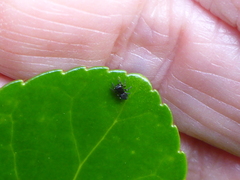 Chalcoscirtus infimus