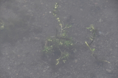 Callitriche hermaphroditica