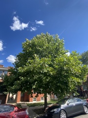 Platanus occidentalis