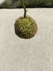 Platanus occidentalis