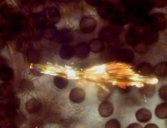 Lamproderma pseudomaculatum