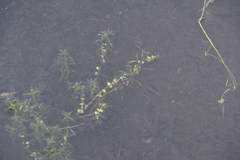 Callitriche hermaphroditica