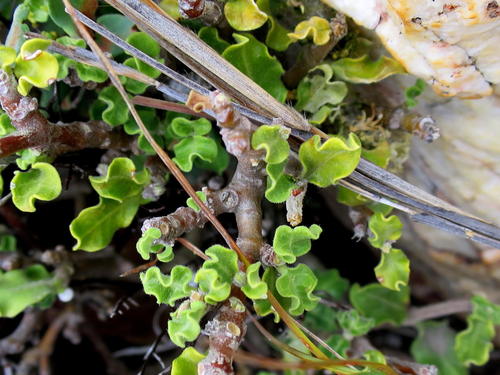 Fockea capensis