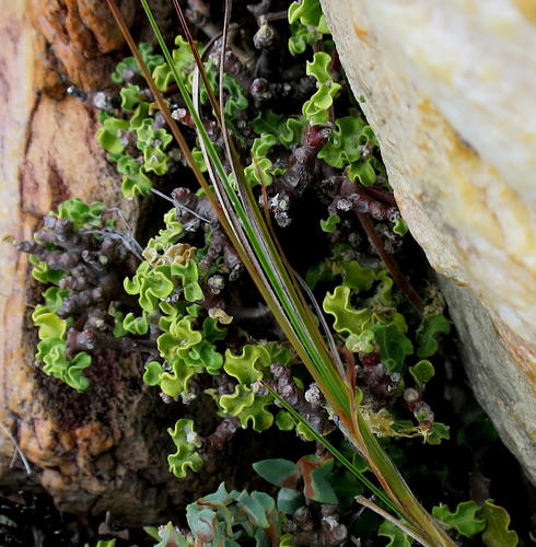 Fockea capensis