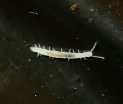 Scolopendrellidae