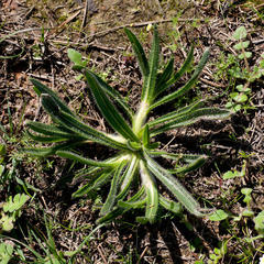 Echiostachys incanus