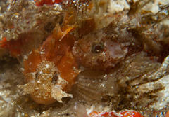 Coccotropsis gymnoderma