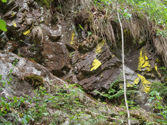 Chrysothrix chlorina