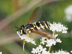 Chrysotoxum elegans