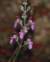 Teucrium creticum
