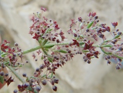 Galium canum