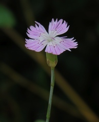Dianthus strictus troodi