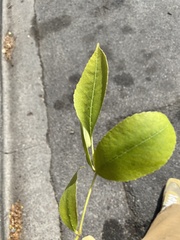 Fraxinus pennsylvanica