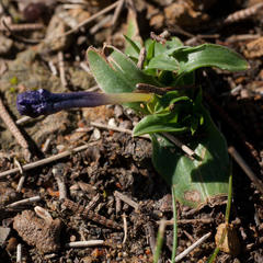 Moraea versicolor