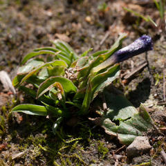 Moraea versicolor
