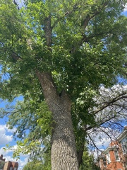 Fraxinus pennsylvanica
