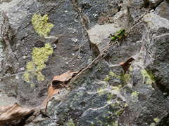 Chrysothrix chlorina