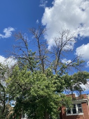 Fraxinus pennsylvanica