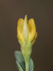 Rafnia capensis capensis