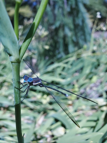 Great Spreadwing photographed in Nebraska