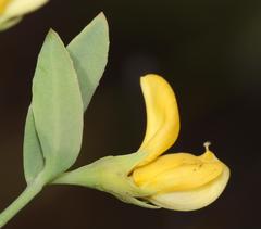 Rafnia capensis capensis