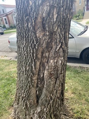 Fraxinus pennsylvanica