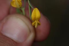 Rafnia capensis capensis