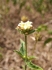 Lantana canescens