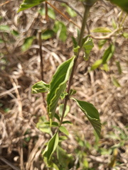 Lantana canescens