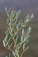 Rafnia capensis capensis