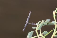 Rafnia capensis capensis