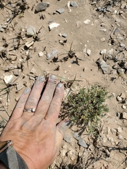 Astragalus wittmannii