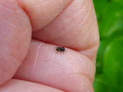 Chalcoscirtus infimus