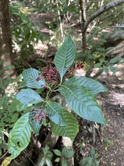 Palicourea crocea